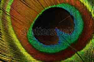 Peacock feather Shutterstock