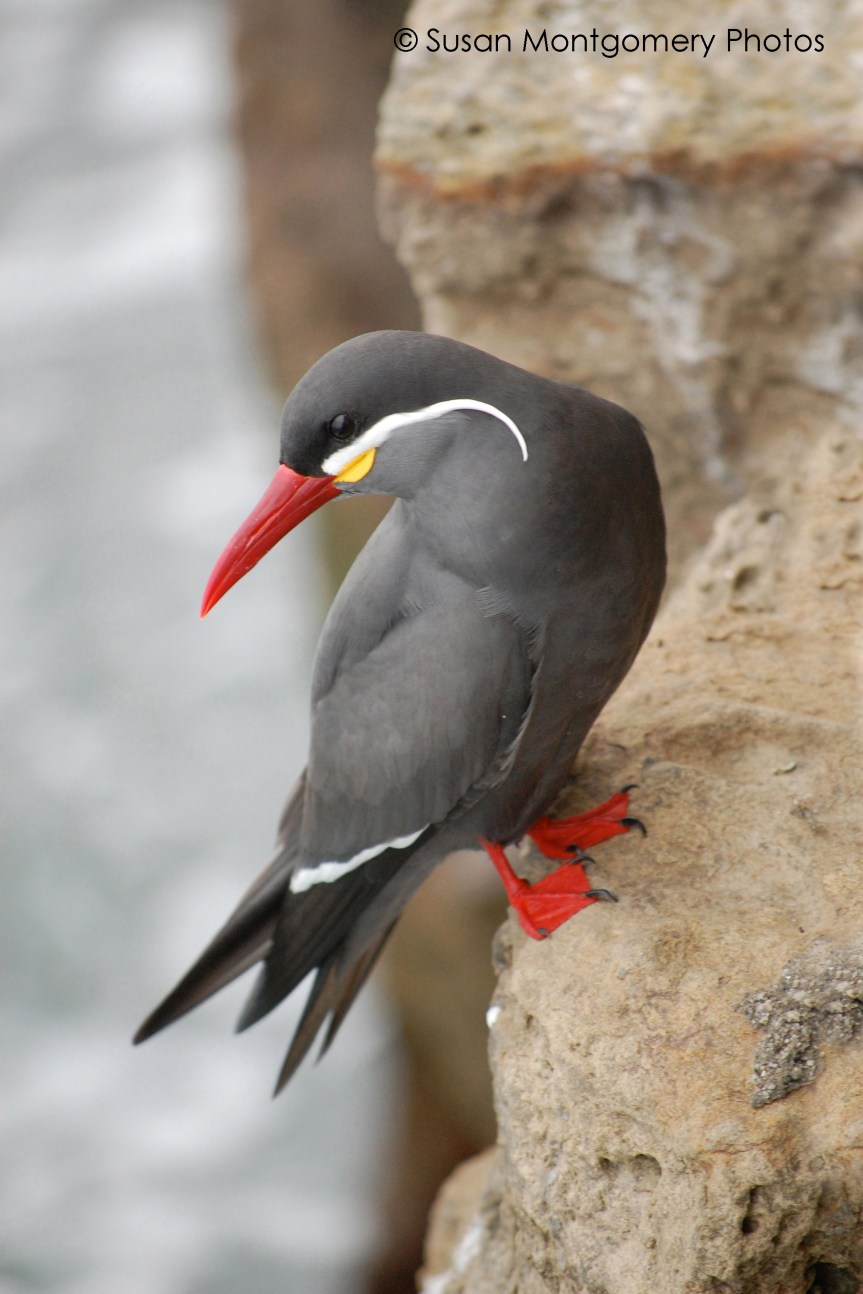 From DPS – The 4 Ps – Tips for Improving Your Wildlife&nbsp;Photography