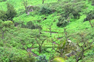 Wandering path through lush scenery
