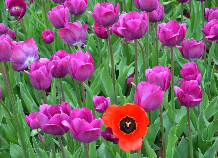 Stand out 300 dpi 3000 px.jpg